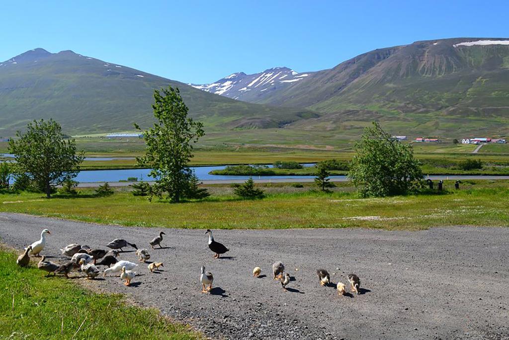 Hofthi Cottages Dalvík Dış mekan fotoğraf